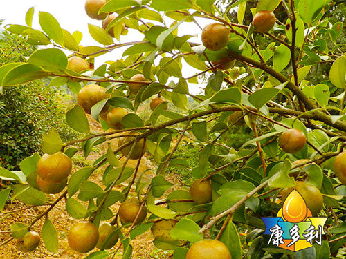 �л��Ͳ����3