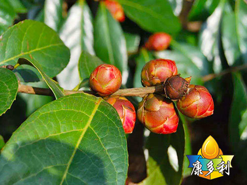 �л��Ͳ����5