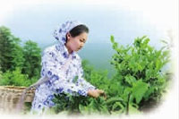 ks��ʱ,�Ͳ�ݪֲ�����ӹ�����,ֲ����ݪֲ�����ӹ�����