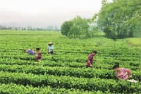 ks��ʱ,�Ͳ�ݪֲ�����ӹ�����,ֲ����ݪֲ�����ӹ�����