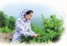 ks��ʱ,�Ͳ�ݪֲ�����ӹ�����,ֲ����ݪֲ�����ӹ�����